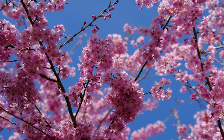 Read more about the article Hanami (花見) – podziwianie kwiatów wiśni